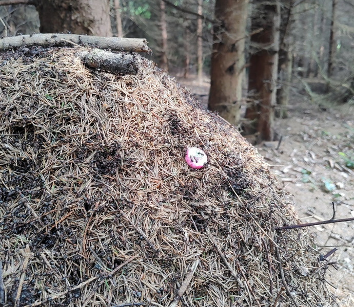 Obrázek galerie  26524