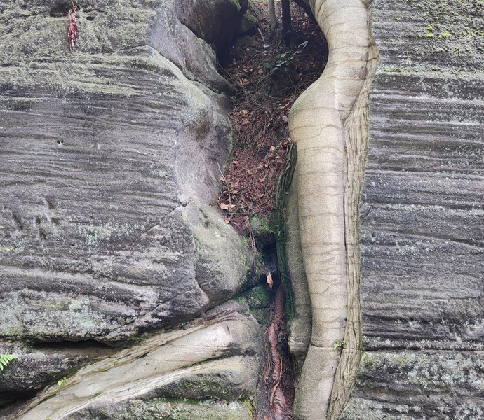 Obrázek galerie  26528