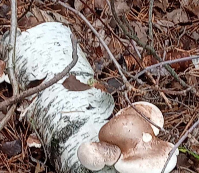 Obrázek galerie  28310