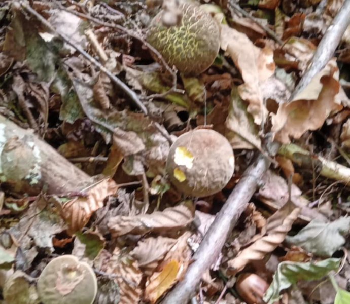 Obrázek galerie  32092