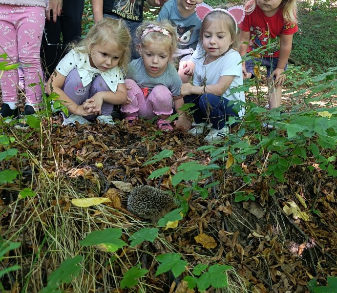 Obrázek galerie  33075