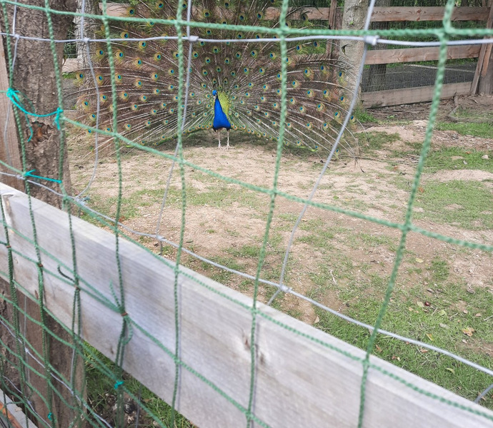 Obrázek galerie  10796