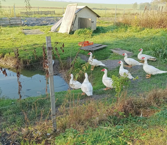 Obrázek galerie  13165