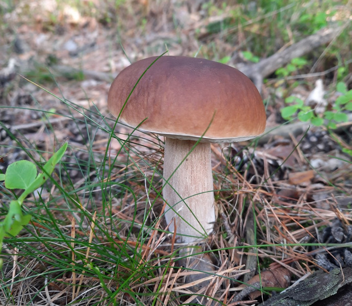 Obrázek galerie  14374