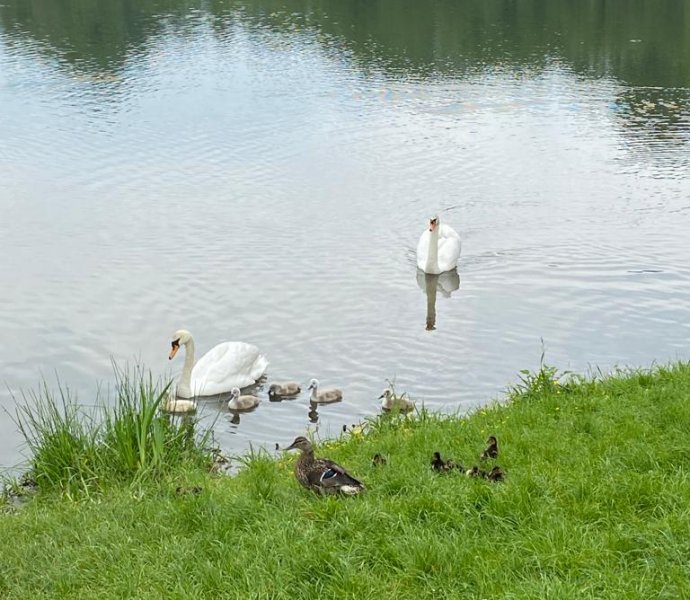 Obrázek galerie  18525