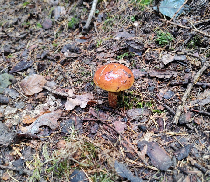 Obrázek galerie  20611