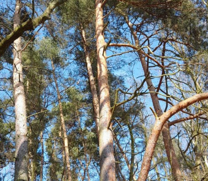 Obrázek galerie  23635