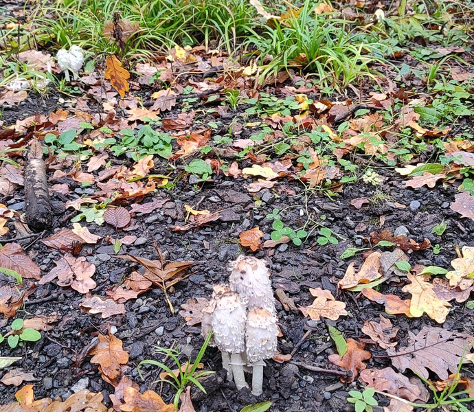 Obrázek galerie  34234