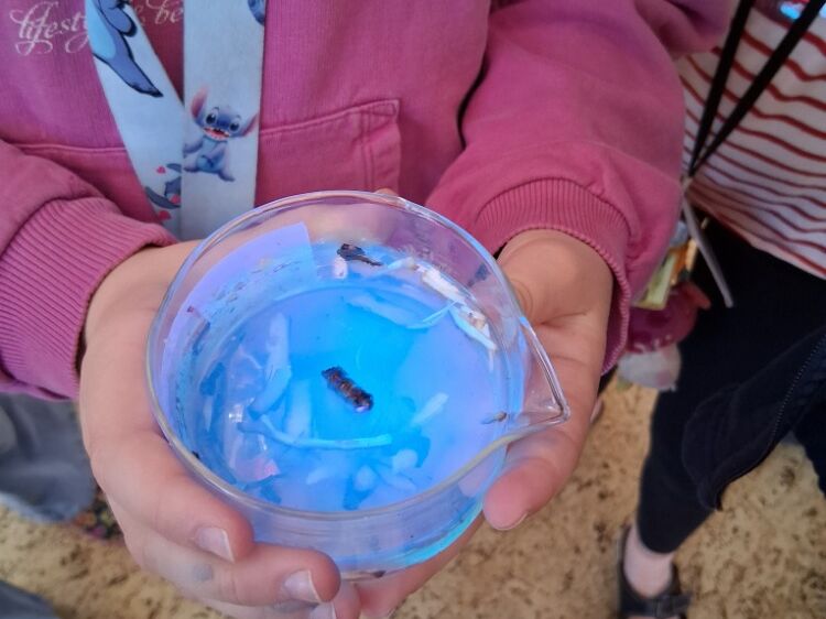Modrý experiment